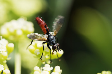 Fly, Cylindromyia brassicaria