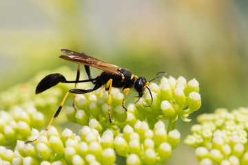 Mud Dauber Wasp, Black and Yellow Mud Dauber, Sceliphron caementarium