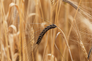 Spikes of barley with Covered smut, a fungi disease (Ustilago hordei)