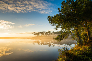Fog rises over Marsh Lake at sunrise in Pine forest