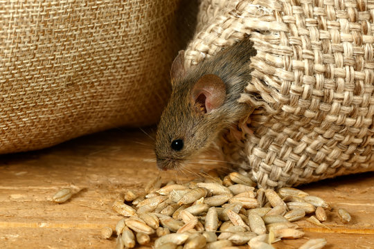 closeup the vole mouse gets out of the hole in the sack of grain in the  storehouse