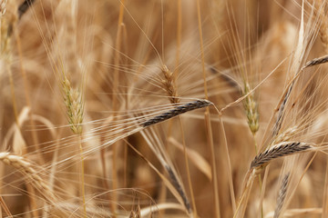 Spikes of barley with Covered smut, a fungi disease (Ustilago hordei)