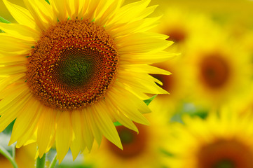 Fototapeta premium close-up sunflower in a field