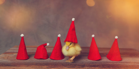 baby duck with a santa hat