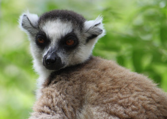 Obraz premium Katta Portrait - Nahaufnahme, Madagaskar