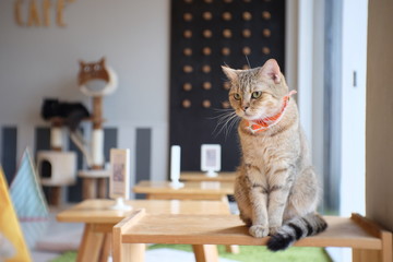 Portrait of cute Scottish cat standing straight on the table and wear orange scraf at cat cafe...