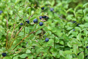Vaccinium 