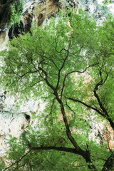 Fototapeta premium tree in the natural environment