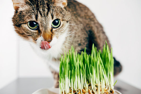beautiful cat stuck out her tongue, cat lickens,  tabby cat eating grass