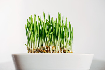 grass for cats in a white plate on a black table