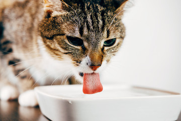 a striped cat drinks water from a plate, cat stuck out her tongue