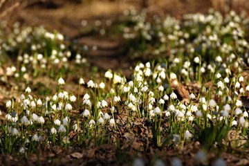 Ein Weg mit vielen M&auml;rzenbechern