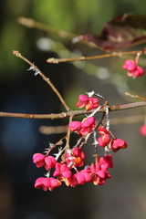 Pinke Fr&uuml;chte an einem Ast nach einer frostigen Nacht