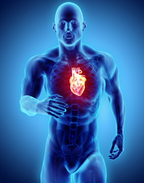 3d illustration - man running with heart x-ray and skeleton.