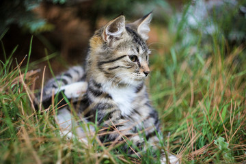 Naklejka na ściany i meble cute kitten in the grass