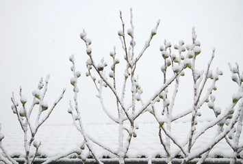 Feigenbaum im Winter