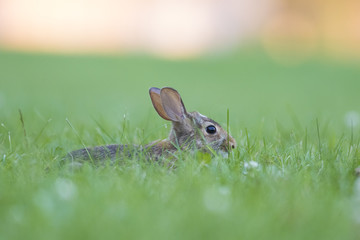 eastern cottontail bunny