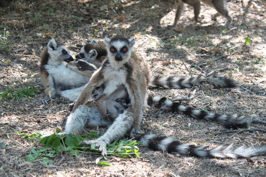 Katta Weibchen s&auml;ugt ihr Jungtier, Madagaskar