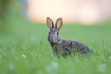 eastern cottontail bunny
