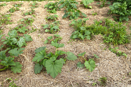 Zucchini and pumpkin are covered with mulch from dry grass on melon. Young plants grow in an open ground on a bed, growing vegetables with organic farming.