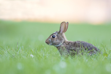eastern cottontail bunny