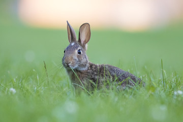 eastern cottontail bunny