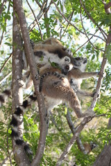 Katta Gruppe in den Bäumen, Madagaskar