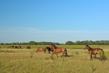 Fototapeta na wymiar Wild Horses at Letea
