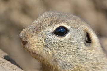 European Ground Squirrel Portrait in Springtime