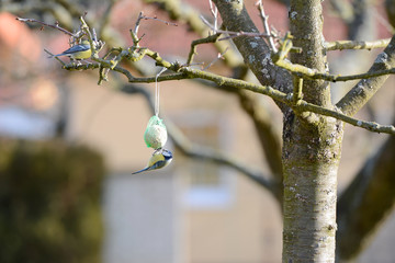 The Great Tit sitting on the bird feeder in the garden.