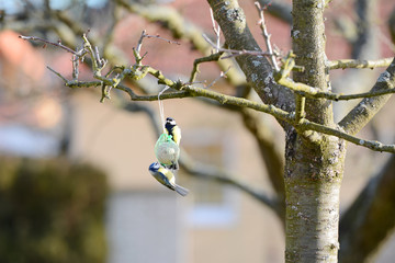 The Great Tit sitting on the bird feeder in the garden.