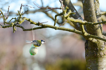 The Great Tit sitting on the bird feeder in the garden.