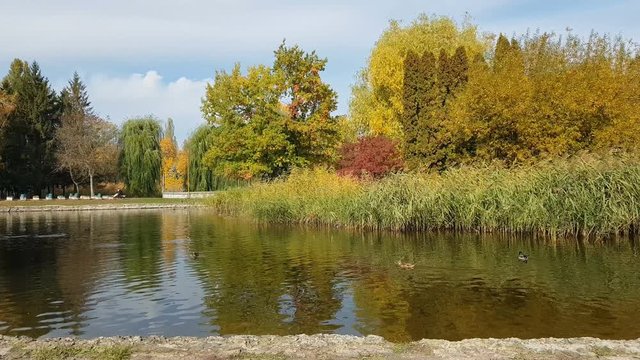 Autumn city park. Park in the fall. Ducks swim in the pond. Bright autumn trees in the park. Sunny day. Light breeze.
