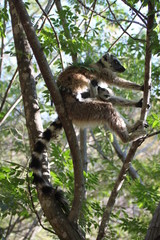 Katta Weibchen mit Jungem Baby in den Bäumen, Madagaskar