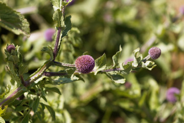 African stinkwort Sphaeranthus steetzii