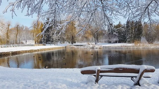 First snow in the city park with ducks on an icy pond and a bench covered with snow
