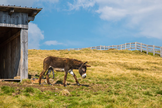 Esel mit Errektion, esel mit steifen Genitalien steht auf der Almwiese, donkey with stiff genitals stands on the alpine meadow