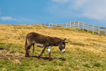 A donkey stands on green meadow with an erection, with long thick dark brown penis Esel mit Errektion