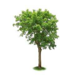 single green tree isolated on white background