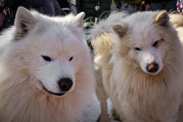 Dogs of the Samoyed breed.
