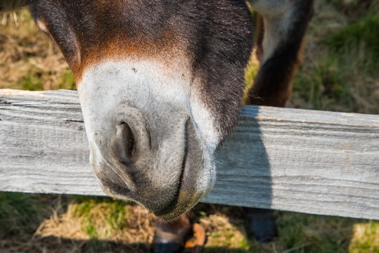 Esel Close-up