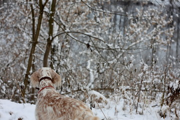 Back view of the dog english setter staring on beautiful winter nature