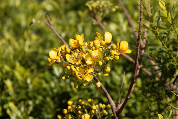 Flowers of a Caesalpinia siamea