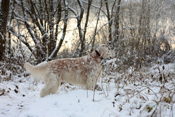 English setter stack view on snowy winter forest background, show white dog