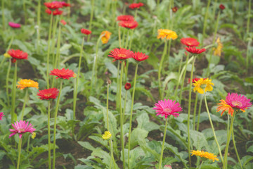 Colorful gerbera flower in garden 