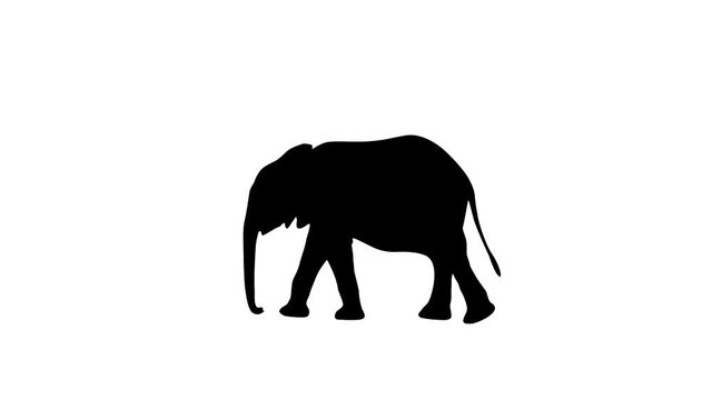 Silhouette of the black elephant, animation