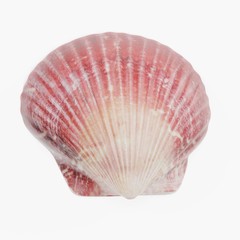 Realistic 3D Render of Clam