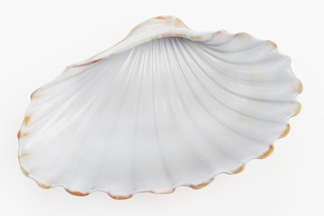 Realistic 3D Render of Clam