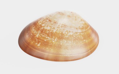 Realistic 3D Render of Clam