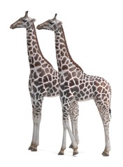 Realistic 3D Render of Giraffe (Rothschild)